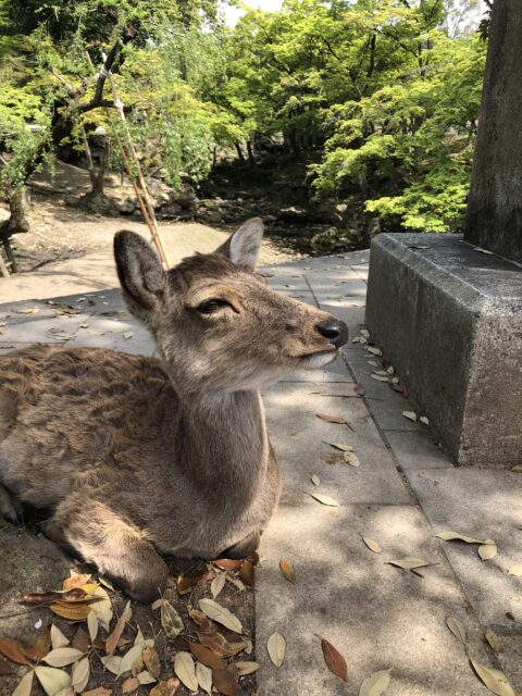 鹿さんに癒されました(*^^*)【中田】