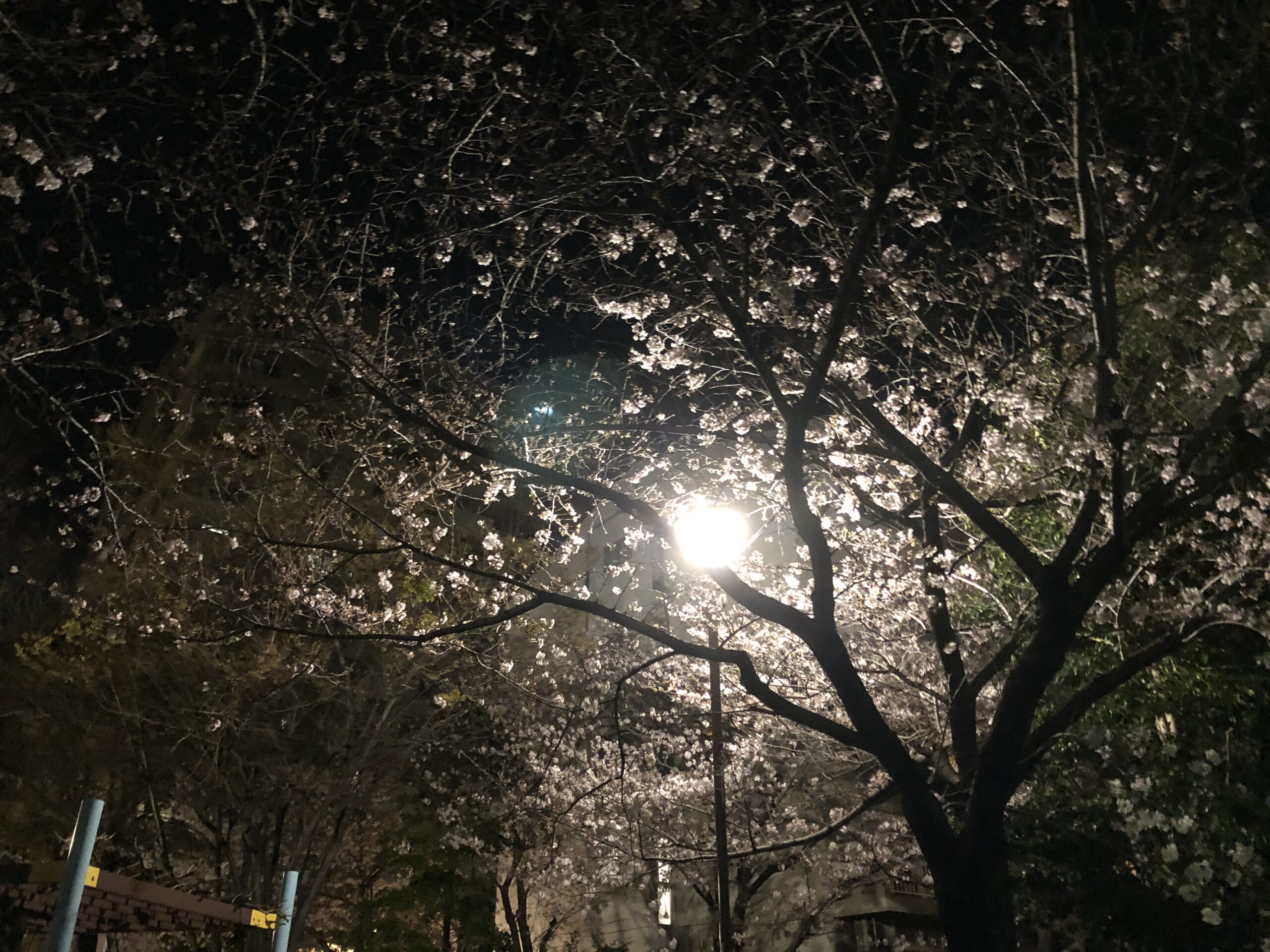 夜桜に＾＾　【千葉】