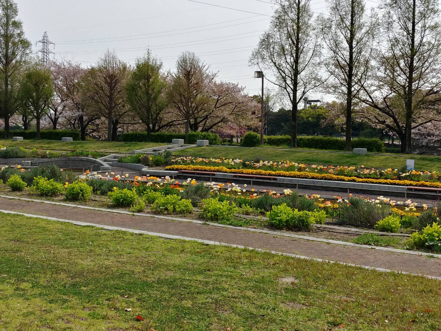 お天気がいいので荒子川公園にて【桜】