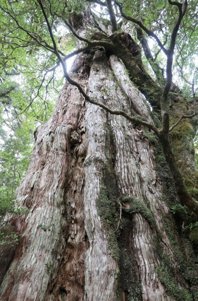 花粉症対策はツボ押しで・・・【日向】