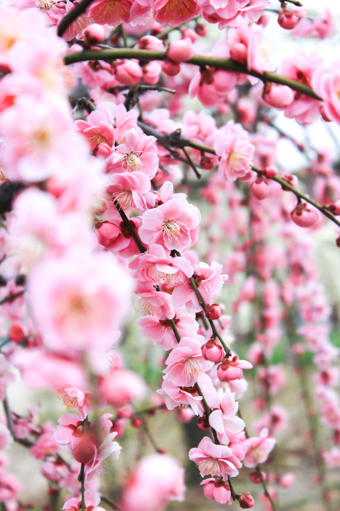 荒子公園の梅まつり・・今年は？