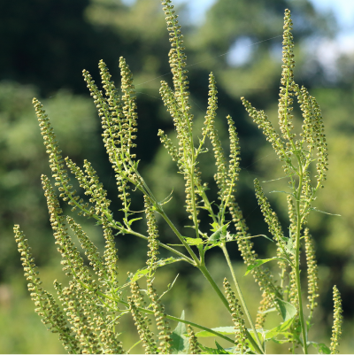 花粉症の対策を・・