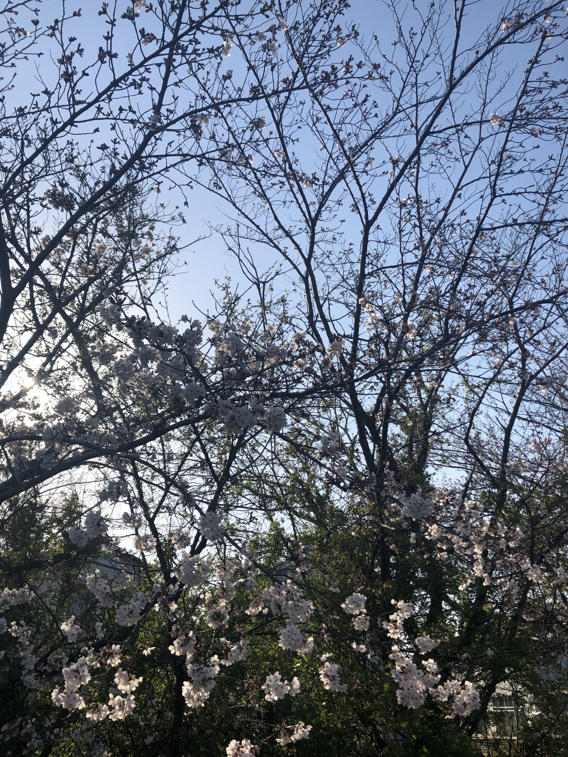 家の前の桜が5-6分咲き^^