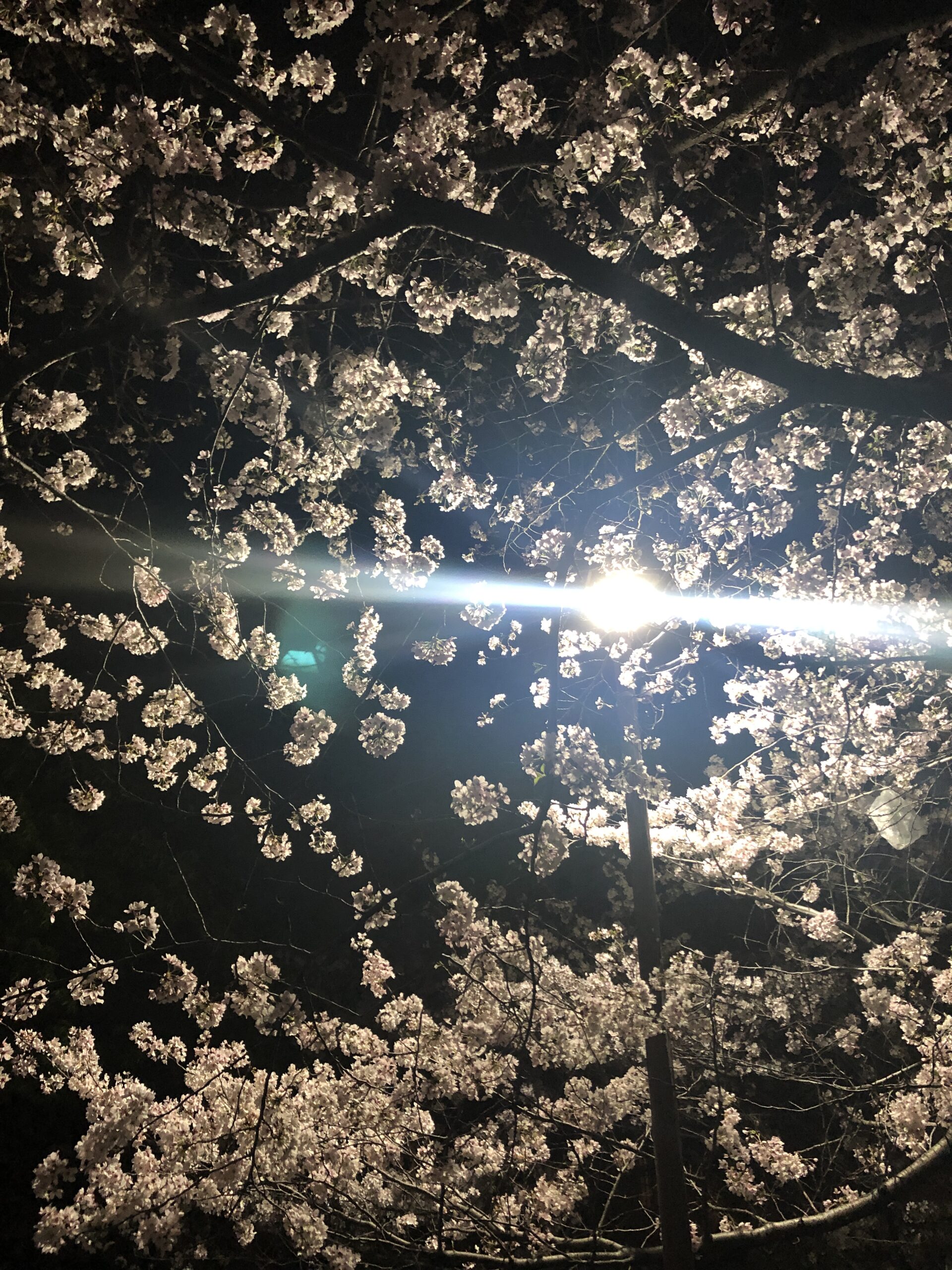 季節の夜桜・・・【千葉】