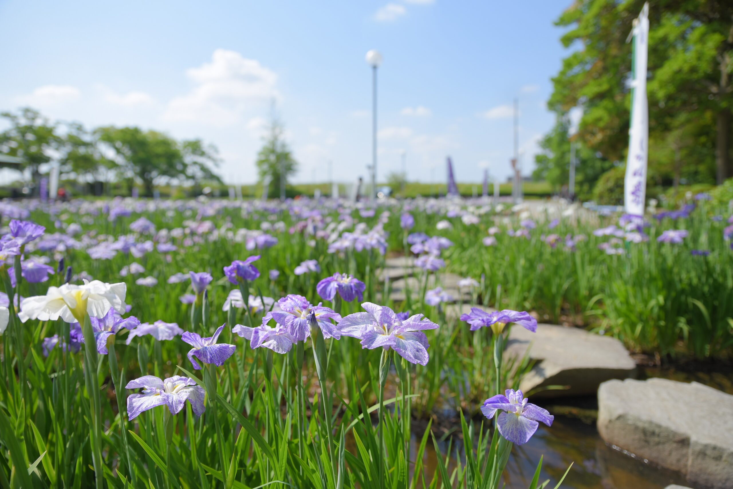 花しょうぶまつりが開催！！