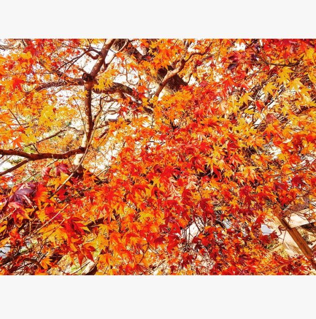 紅葉シーズンもおわり、、、、(竹田）