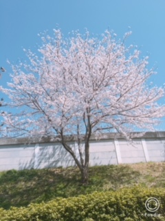 桜（阿守）