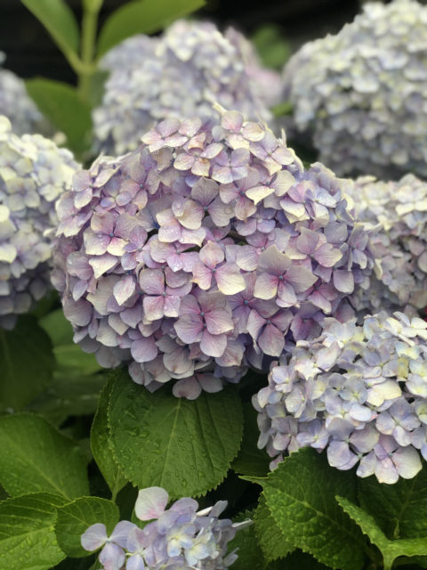 紫陽花(田口）