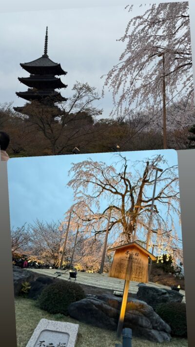 京都に桜🌸を見に行ってきました
