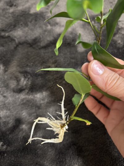 植物の成長