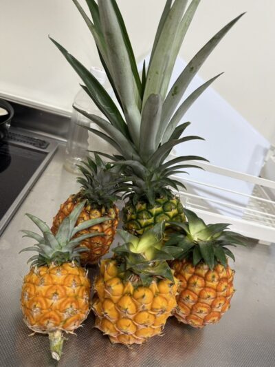 パイナップル🍍