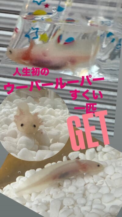 ウーパールーパーすくい