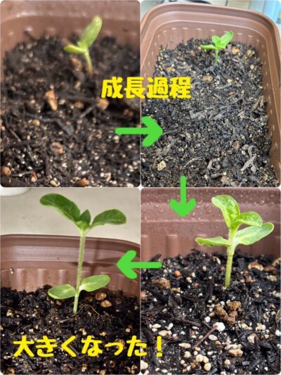 今月lastのひまわり日記