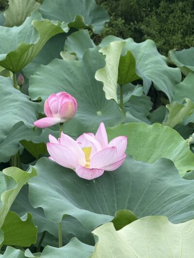 蓮の花