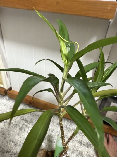 観葉植物