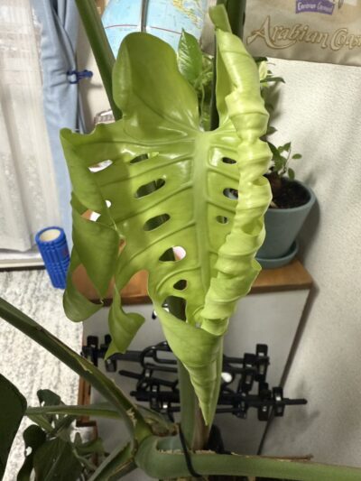 巨大モンステラ🌿