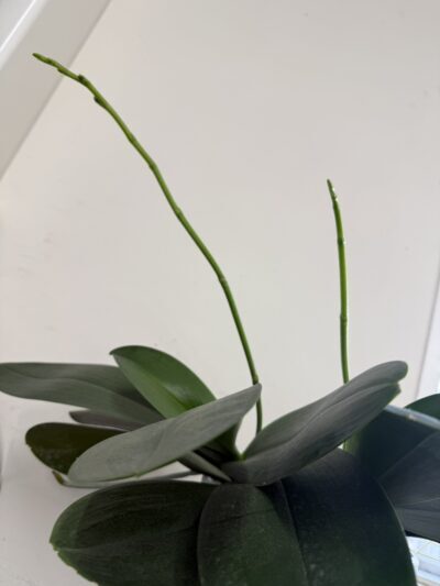 お祝いに頂いた物