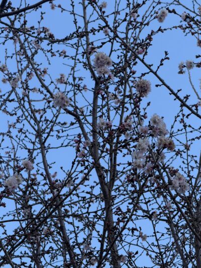 寒い毎日なのに