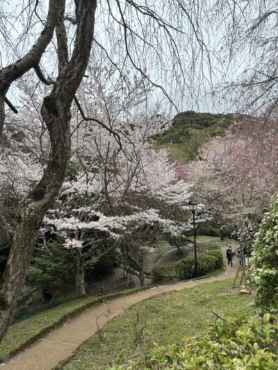 桜咲く