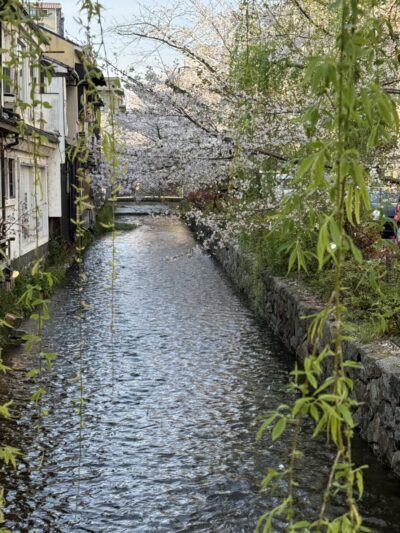 桜in 京都