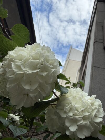お花
