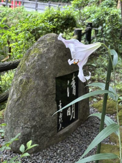 ささゆり