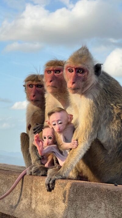 親子連れの野生の猿🐒