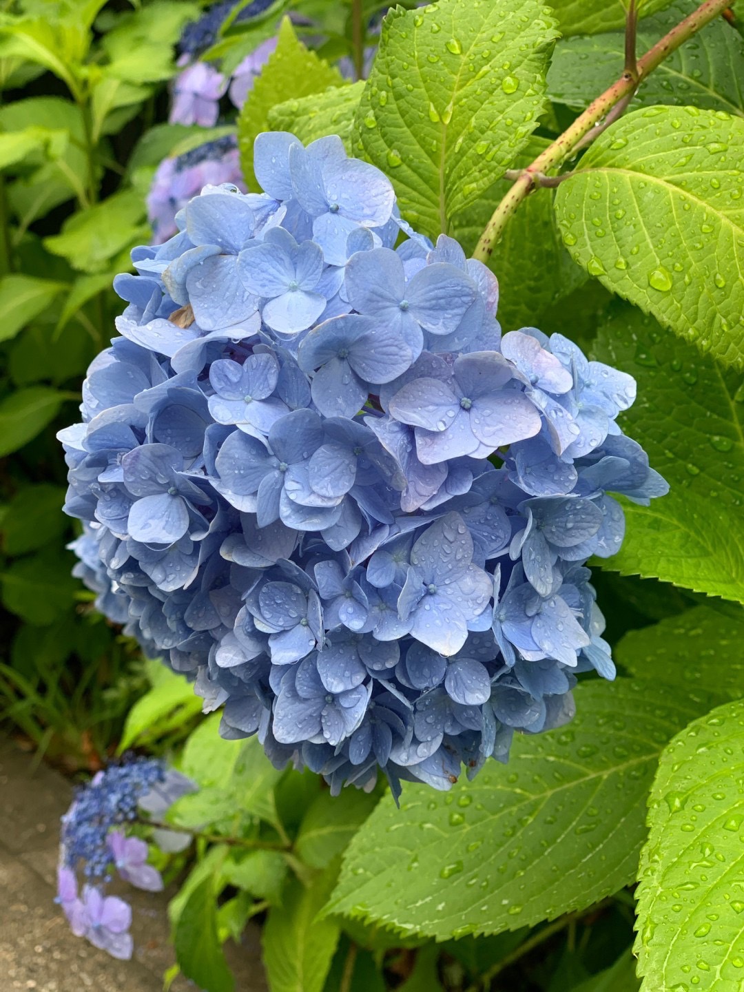 大好きな花【山田】