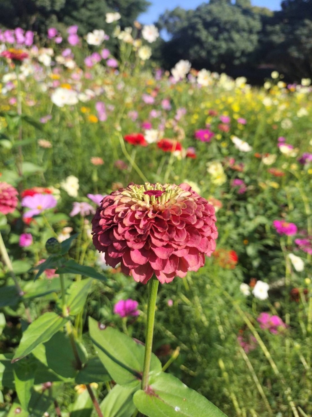 国営昭和記念公園♪【池田】