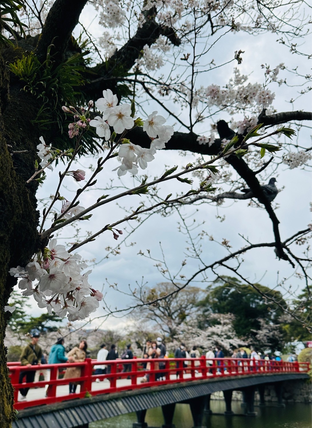 お花見をしました【凪】