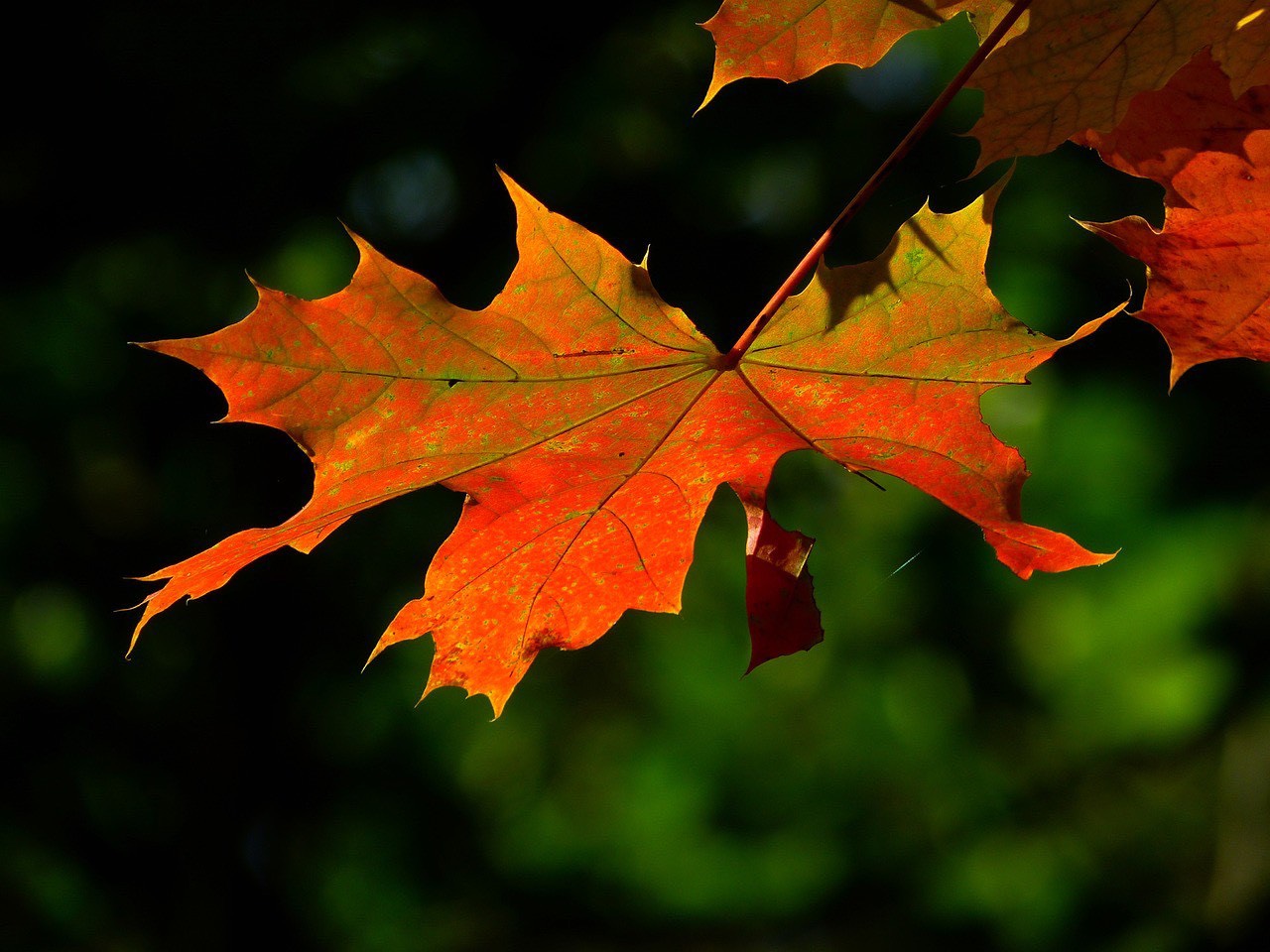 10月になり、やっと紅葉の季節‼【北村】