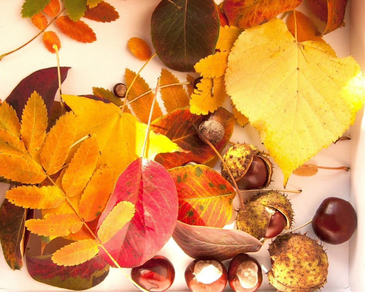 秋のおすすめスイーツ【中島】