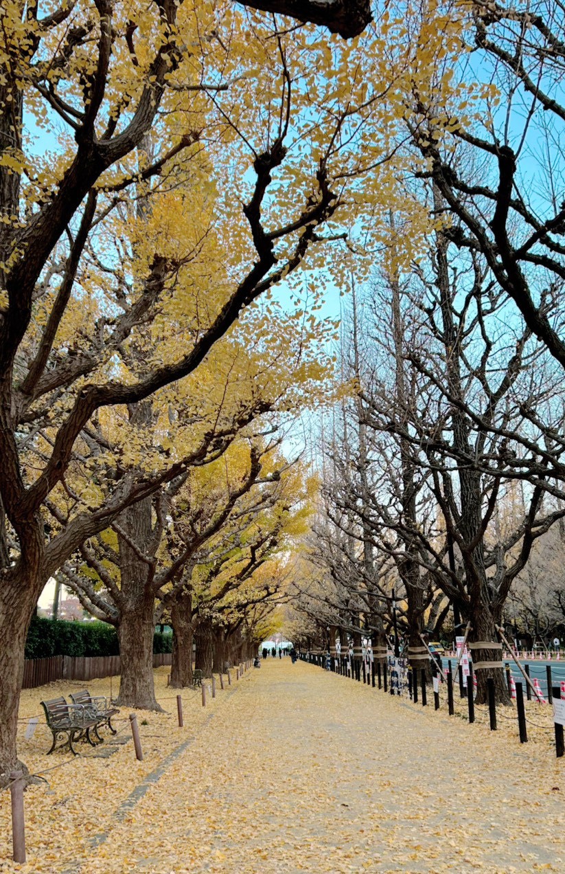 イチョウ並木の謎【青井】