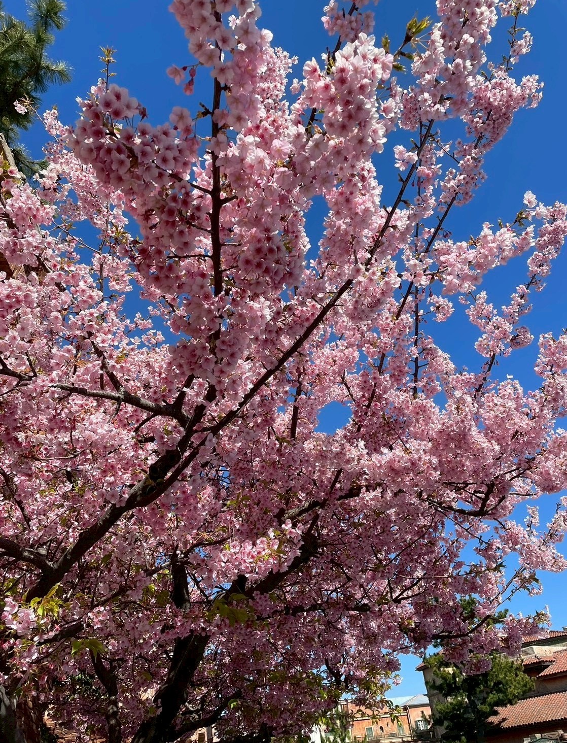 〜春日和〜【紫垣】
