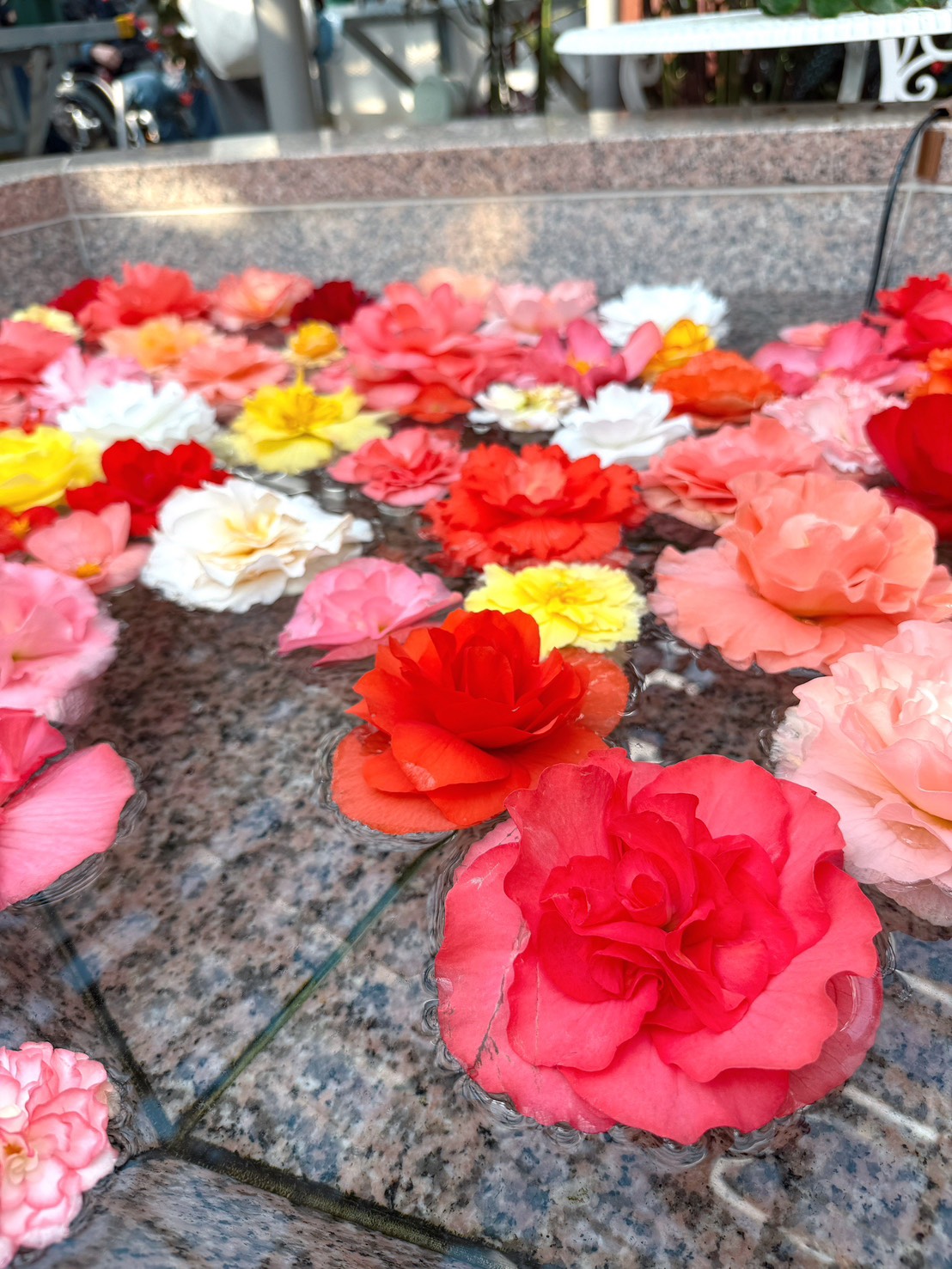 梅の花を訪ねて。春の訪れを感じるおでかけスポット【新谷】