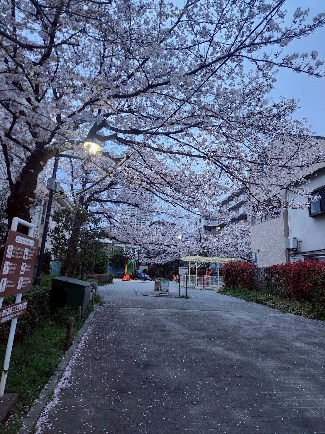 ソロ花見【内田】