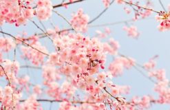 隅田公園桜まつり♡東京都渋谷・原宿・表参道に出張マッサージで至福のひとときを…