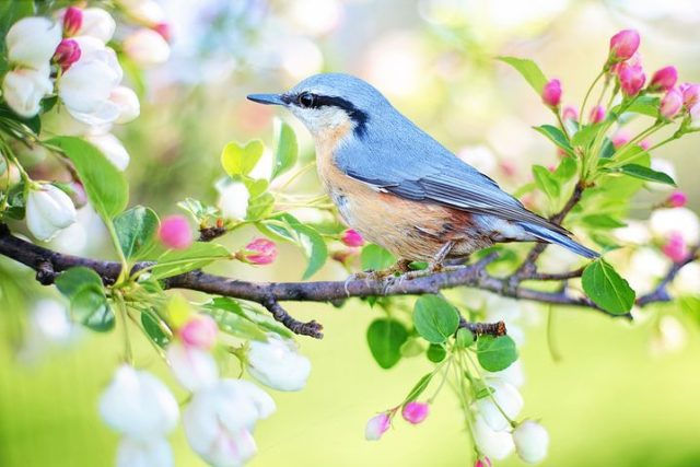spring-bird-2295431__480