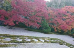 京都に紅葉を見に行ってきました。【奈良】