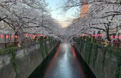 目黒川へ桜を見にいきました【斎藤】