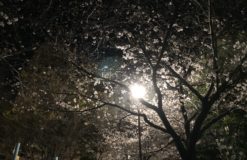 夜桜に＾＾　【千葉】