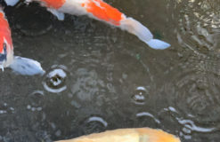 大阪本町にいる鯉たち
