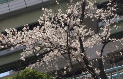 桜シーズン！！【奈良】