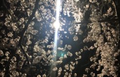 季節の夜桜・・・【千葉】