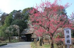 日本三名園の梅祭りに行って来ました【深谷】