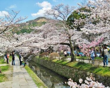 【オーバーツーリズム】嬉しい悲鳴が。。　京都で出張マッサージなら｜出張リラクゼーション一休【京都店】