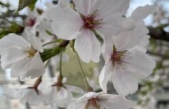 the桜🌸