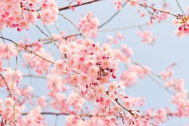 花の香りの効果【立石】