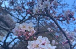 いよいよ、桜の開花ですね♪【北村】