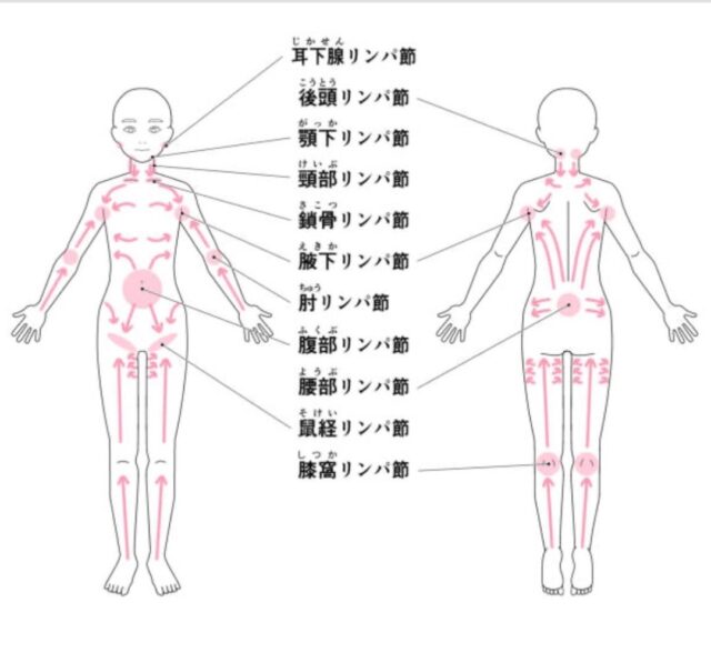 リンパには流す方向があります。【山田】